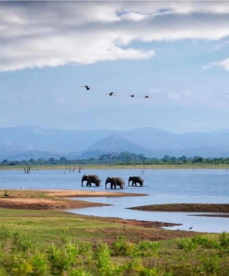 Amron Resort Sigiriya Phòng bức ảnh